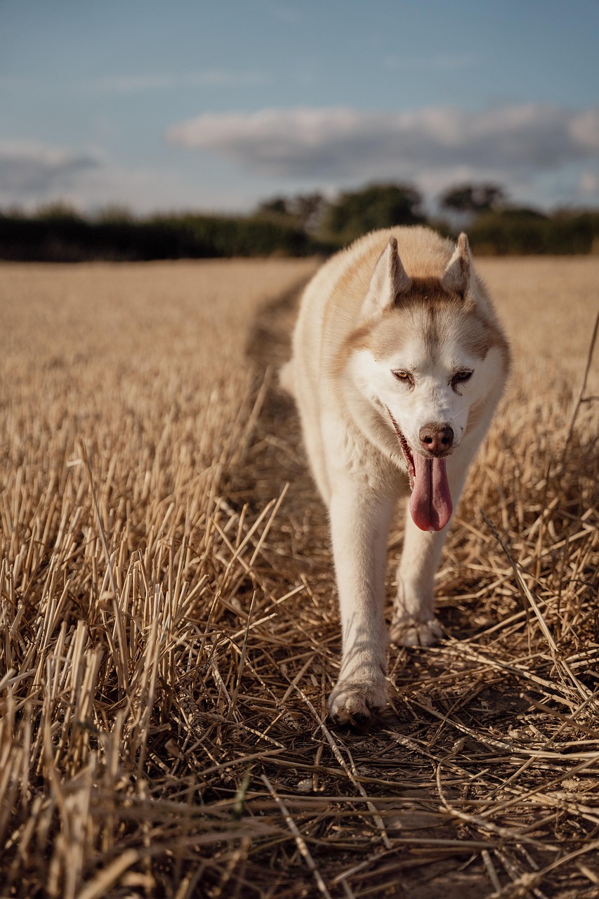 blog_img
